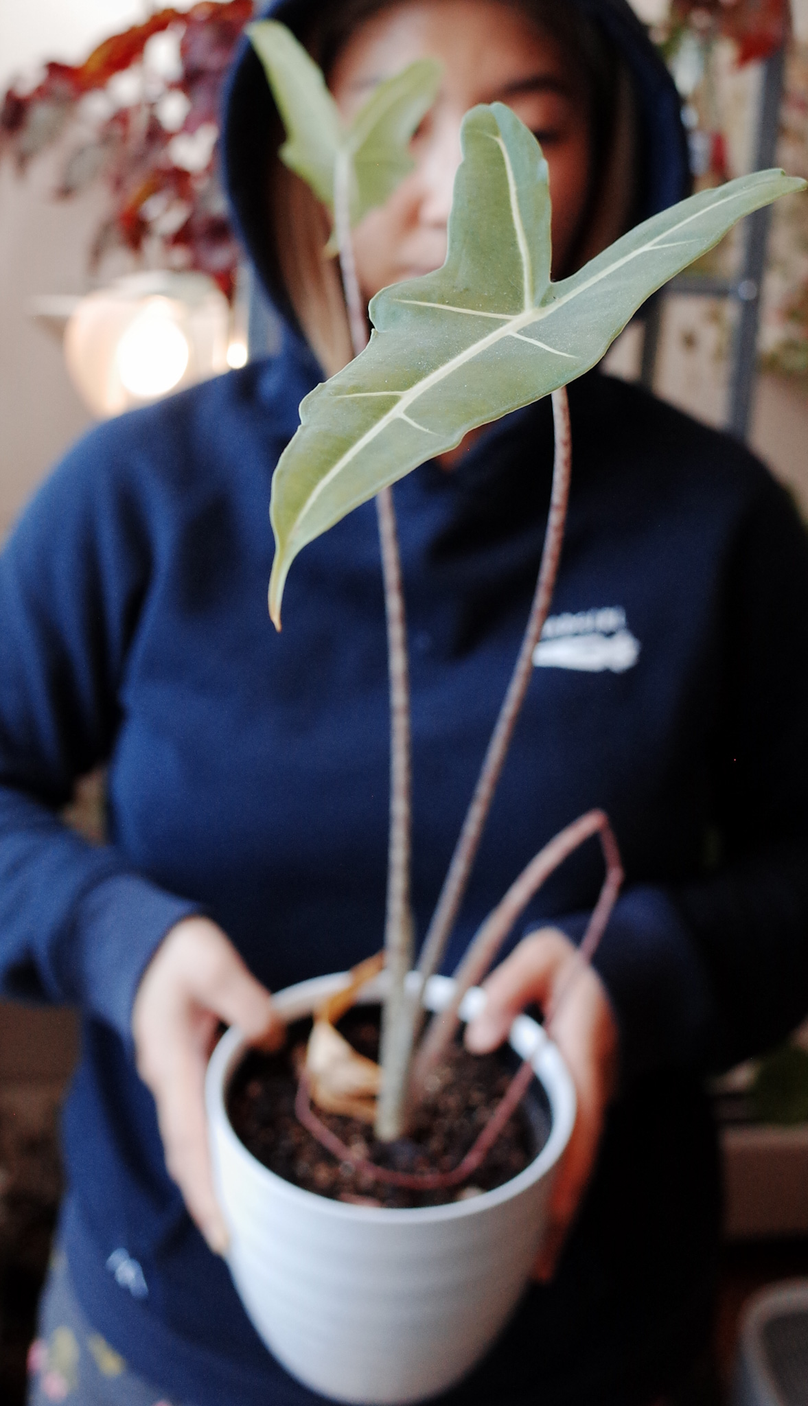 Alocasia 'Sarian'